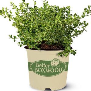 BUXUS BETTER BOXWOODr BABYLON BEAUTYT
