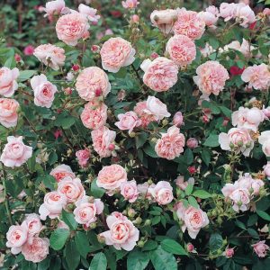 ROSA `COLETTE` CL