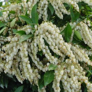 PIERIS X `AVALANCHE`