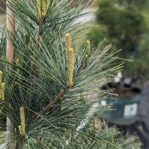 PINUS STROBUS