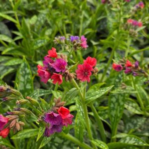 PULMONARIA `RASPBERRY SPLASH`