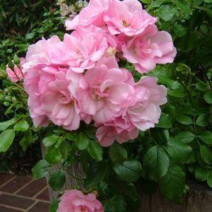ROSA `FLOWER CARPET APPLE BLOSSOM`