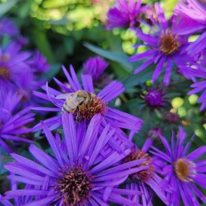 ASTER NOVAE-ANGLIAE `PURPLE DOME`