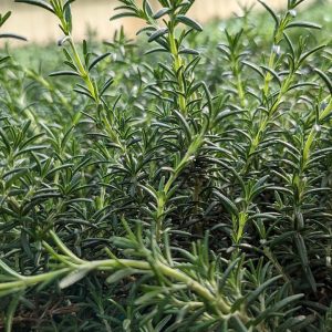 ROSMARINUS OFFICINALIS `PROSTRATUS`