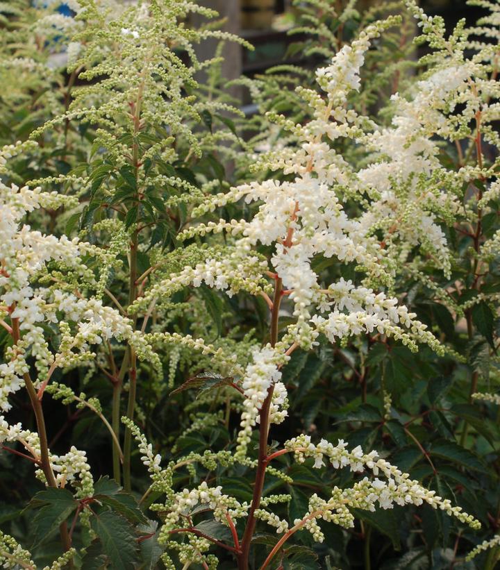 ASTILBE JAPONICA `DEUTSCHLAND`