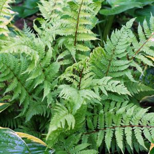 ATHYRIUM FILIX FEMINA `LADY IN RED`
