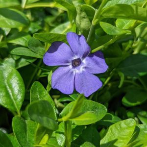 VINCA MINOR `BOWLES`