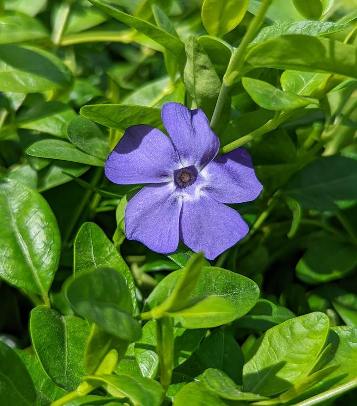 VINCA MINOR `BOWLES`