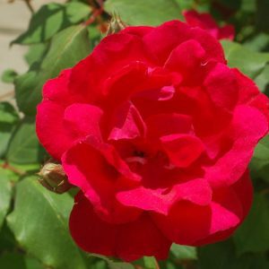 ROSA `BLAZE` - CL