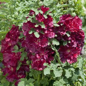 ALCEA `SPRING CELEBRITIES CRIMSON`