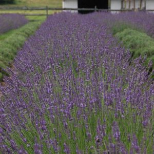 LAVANDULA X INTERMEDIA `PHENOMENALr`