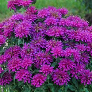 MONARDA SB `GRAPE GUMBALL`