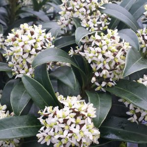 SKIMMIA JAPONICA - MALE