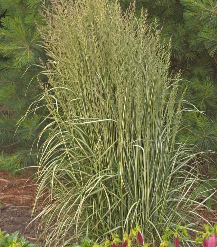 CALAMAGROSTIS ACUT. `AVALANCHE`