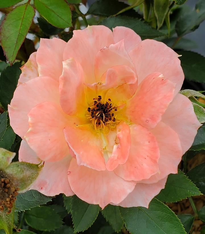 ROSA `OSO EASY ITALIAN ICE`