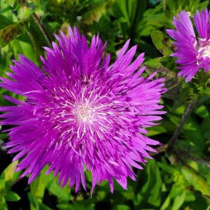 STOKESIA LAEVIS `HONEYSONG PURPLE`