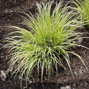 CAREX MORROWII `EVERGOLD`
