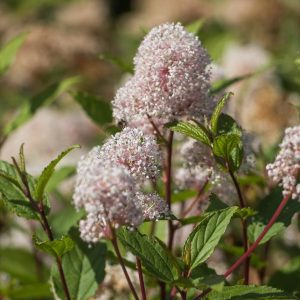 CEANOTHUS AMERICANUS