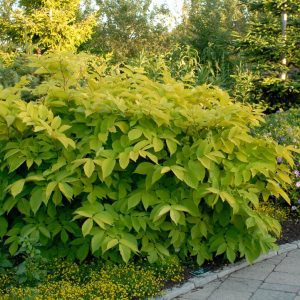 ARALIA `SUN KING`