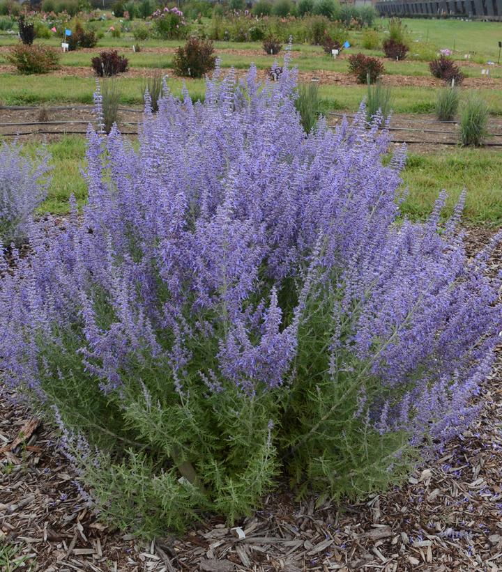 PEROVSKIA ATRIPLICIFOLIA `DENIM `N LACE`