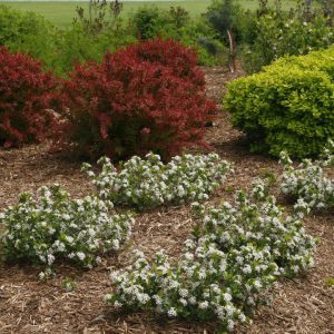 ARONIA LO SCAPE `MOUND`