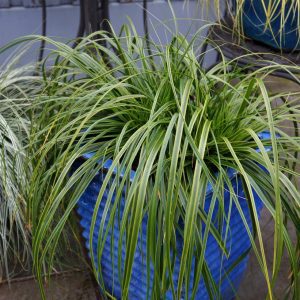 CAREX O. EVERCOLOR `EVERLIME`