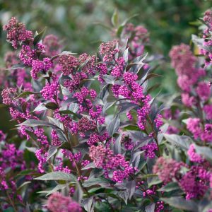 CALLICARPA X `PEARL GLAM`