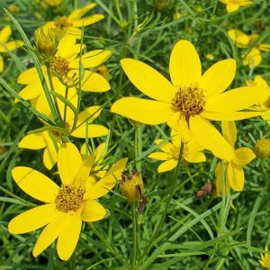 COREOPSIS VERTICILLATA `ZAGREB`