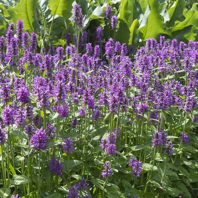 STACHYS MONIERI `HUMMELO`