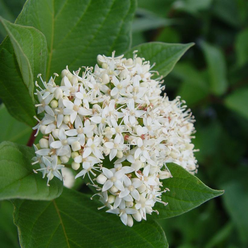 CORNUS SERICEA `BAILEYI`