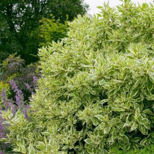 CORNUS ALBA `IVORY HALO`