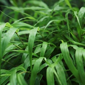 HAKONECHLOA MACRA