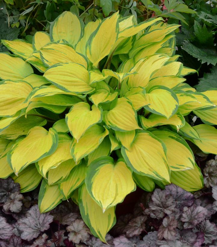 HOSTA `ISLAND BREEZE`