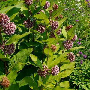 ASCLEPIAS SYRIACA