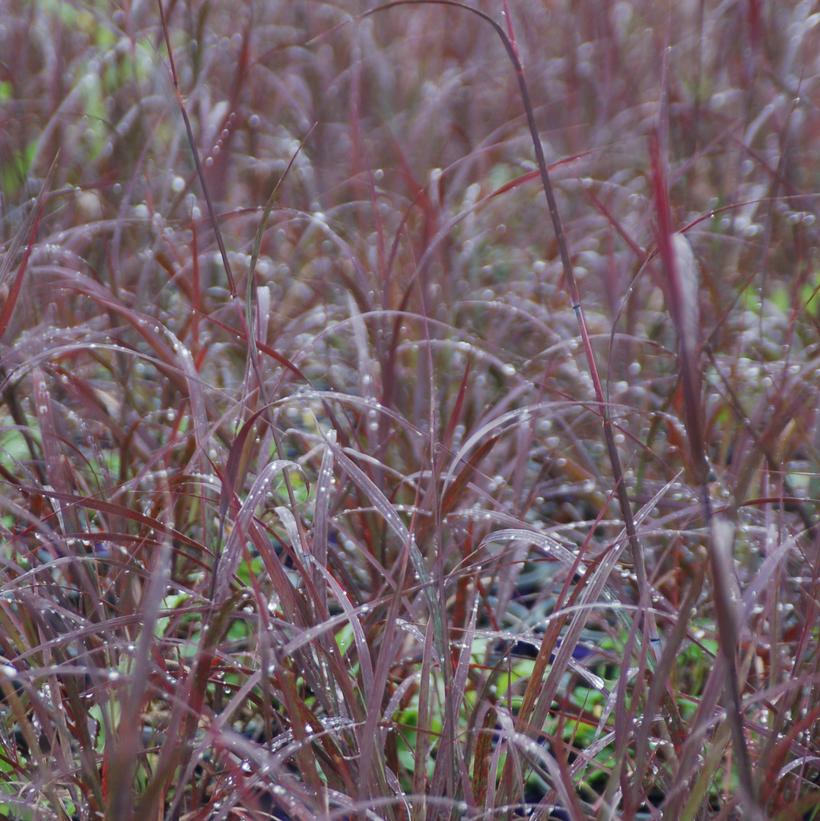 ANDROPOGON GERARDII `BLACKHAWKS`