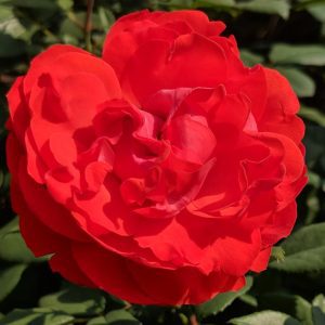 ROSA `TRUE PASSION`