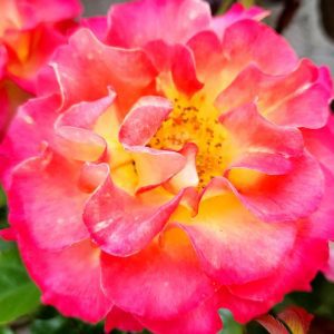 ROSA `TRUE SINCERITY`