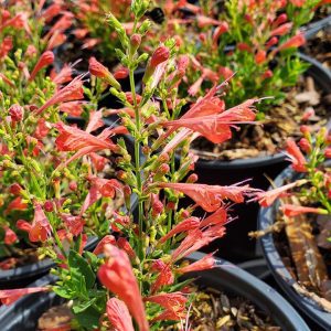 AGASTACHE `KUDOS RED`