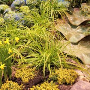 CAREX O. EVERCOLOR `EVERILLO`