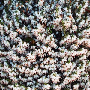 ERICA CARNEA WHITE