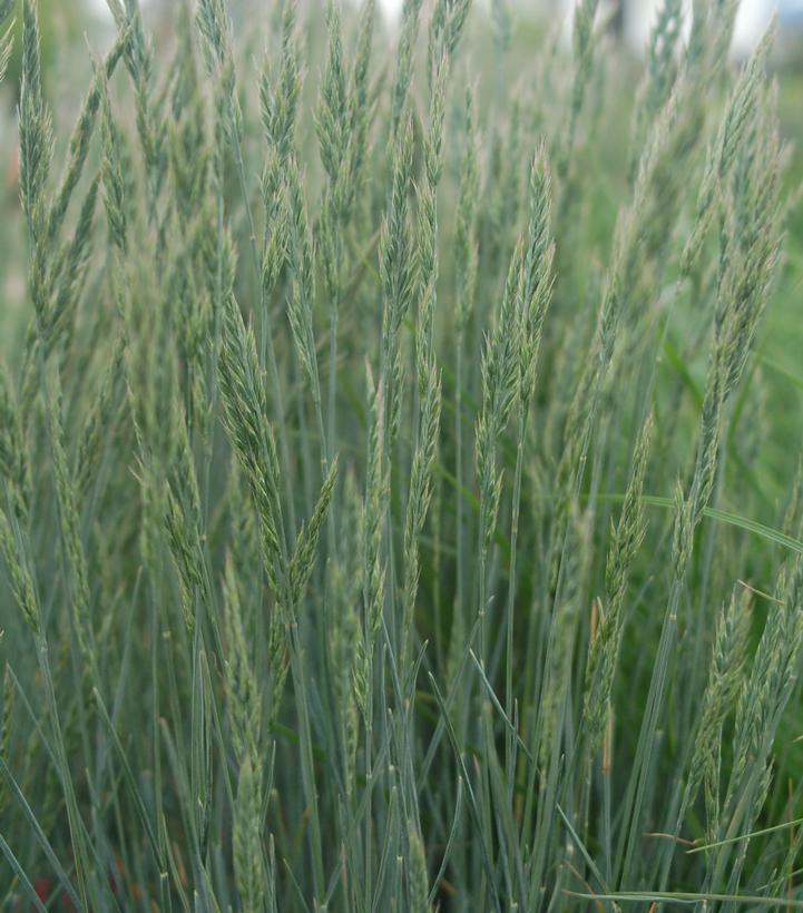 FESTUCA CINEREA `ELIJAH BLUE`