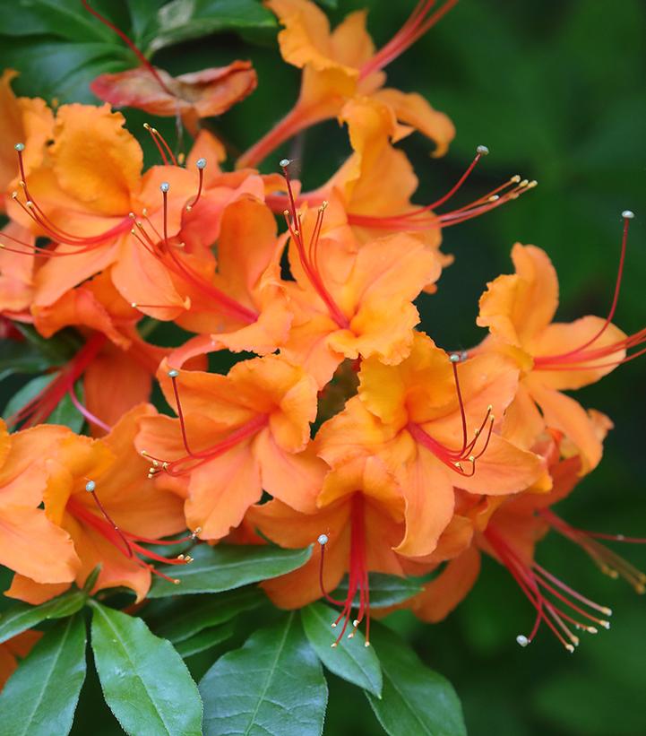 AZALEA CALENDULACEUM - Flower Power Farms