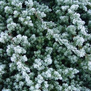 JUNIPERUS PROCUMBENS `NANA`