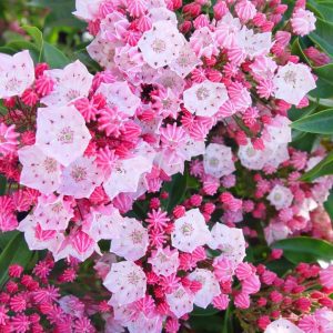 KALMIA LATIFOLIA `NATHAN HALE`