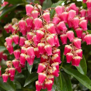 PIERIS `INTERSTELLA`