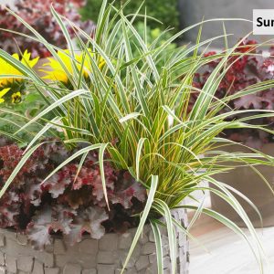 CAREX O. EVERCOLOR `EVERGLOW`