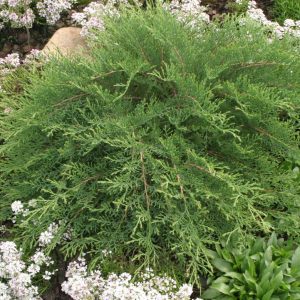 MICROBIOTA DECUSSATA `CELTIC PRIDE`