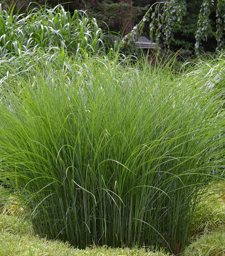 MISCANTHUS SINENSIS `GRACILLIMUS`