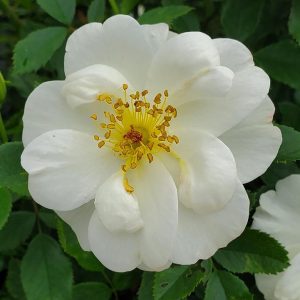 ROSA EE `OSCAR PETERSON`