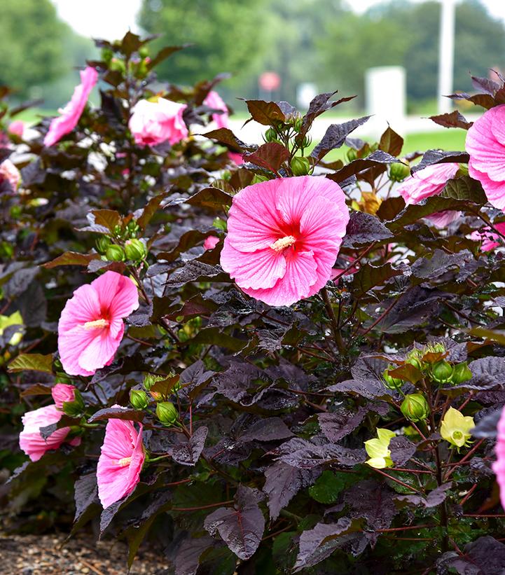 HIBISCUS SUMMERIFIC `EDGE OF NIGHT`